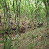 лес в р-не Гончарного